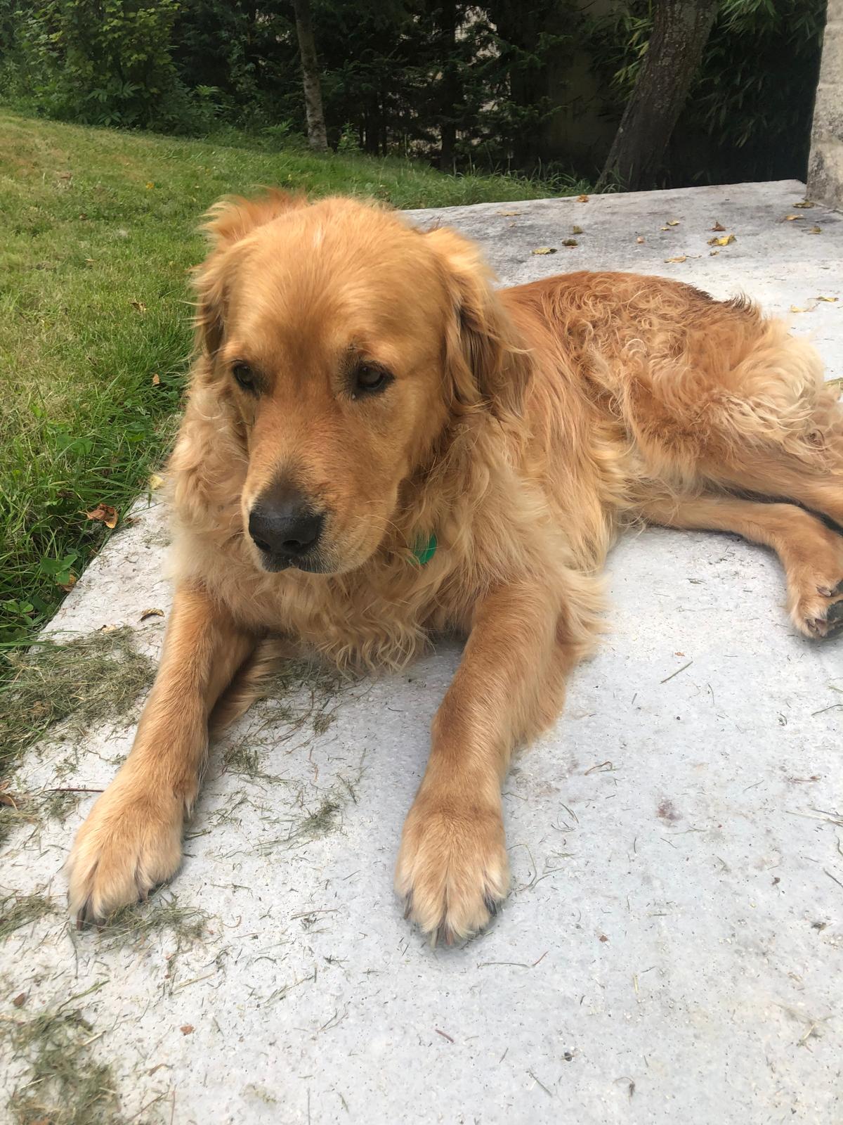 Golden retriever allongé dans l'herbe
